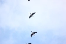 IMG_8242.JPG IMG_8242.JPG