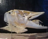 pike skull.jpg