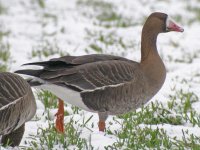 White-fronted Goose, Raynham Lake, 10-Feb-12 (5) L.jpg
