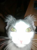 кошак.jpg кошак.jpg