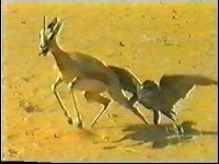 Arab_Falconry_Gazelle.0-07-54.937.jpg