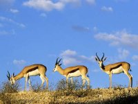 World_Africa_Springboks___Kgalagadi_Transfrontier_Park____Kalahari___Africa_00888611_.jpg