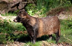 275px-Raccoon_Dog01.jpg