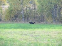 IMG_5038 (1).JPG IMG_5038 (1).JPG
