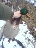 IMG411.jpg IMG411.jpg