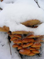 Flammulina_velutipes_60.jpg