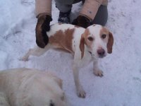 dog1.jpg dog1.jpg