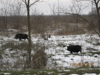 IMG_1939.jpg IMG_1939.jpg