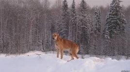 пёс.jpg пёс.jpg