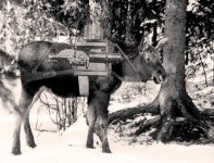 moose_young_1270108416_full.jpg