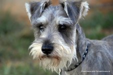 miniature-schnauzer-1.jpg