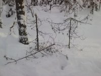 Лось кормился.jpg Лось кормился.jpg