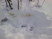Лёжка ло.jpg Лёжка ло.jpg