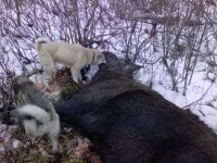 Собаки и лось.jpg Собаки и лось.jpg