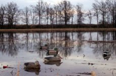 утка отдыхающая на водоёме.jpg утка отдыхающая на водоёме.jpg