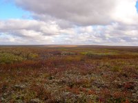 800px-Bolshezemelskaja_tundra_1.JPG