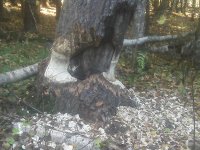 IMG00070.jpg IMG00070.jpg
