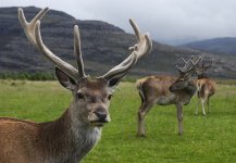 800px-Red_deer_stag.jpg