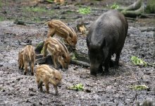 800px-Sus_scrofa_1_-_Otter,_Owl,_and_Wildlife_Park.jpg