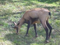 800px-Rupicapra_eating.jpg