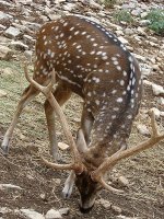 450px-AxisDeer1.jpg