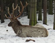 753px-ZOO_Olomouc12_Cervus_elaphus_sibiricus.JPG