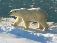 792px-Polar_Bear_2004-11-15.jpg