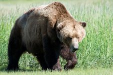 800px-Brown_bear.jpg