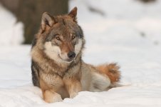 (Canis lupus)Wolf Волк.jpg