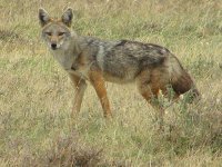 800px-Golden_Jackal,_Serengeti.jpg