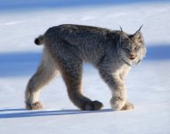 762px-Canadian_lynx_by_Keith_Williams.jpg