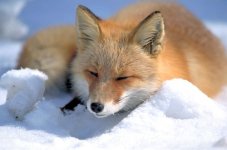 Vulpes_vulpes_laying_in_snow.jpg