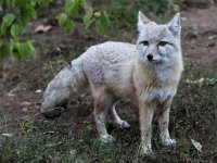 Vulpes_corsac_Halle_Zoo_10.2012.jpg