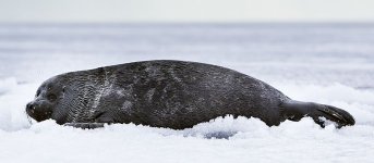 800px-Baikal-seal_4747-pho.jpg