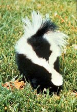 Striped_skunk.jpg