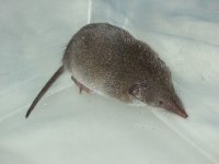 800px-Common_Shrew.jpg