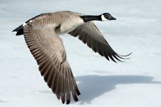 aaKanadagans Canada-Goose-Szmurlo.jpg