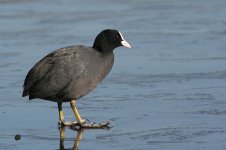 800px-Fulica_atra_on_ice.jpg