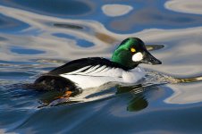 800px-Common_Goldeneye.jpg