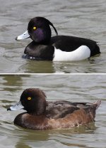 433px-Tufted-Duck-male-female.jpg