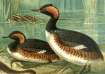 Podiceps_nigricollis_naumann.jpg