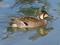 800px-Baikal_Teal_(Anas_formosa)_RWD3.jpg