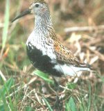 Calidris_alpina.jpg