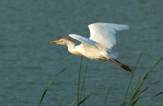 800px-Cattle_Egret_(Bubulcus_ibis)_-in_flight.jpg