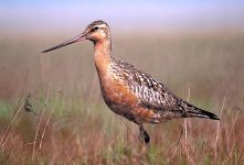 800px-BartailedGodwit24.jpg