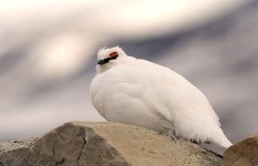 800px-Svalbard_rock_ptarmigan_svalbardrype_pho_w_5266.jpg