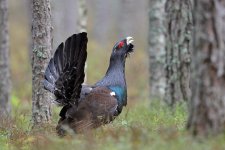 Capercaillie_Matysiak_240412_Belarus_30D3344.jpg