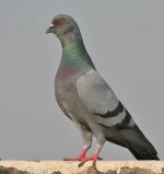 Blue_Rock_Pigeon_(Columba_livia)_in_Kolkata_I_IMG_9762.jpg
