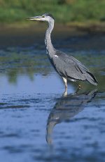 Ardea_cinerea_2_(Marek_Szczepanek).jpg