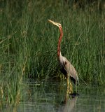 Purple_Heron_near_Hodal_I_IMG_9518.jpg